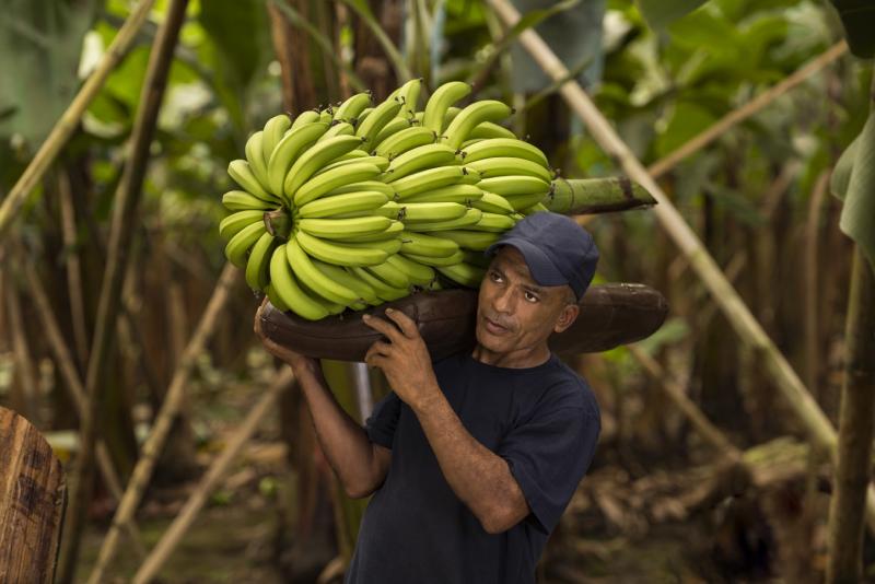MSC traz bananas de alta qualidade do Equador para consumidores asiáticos