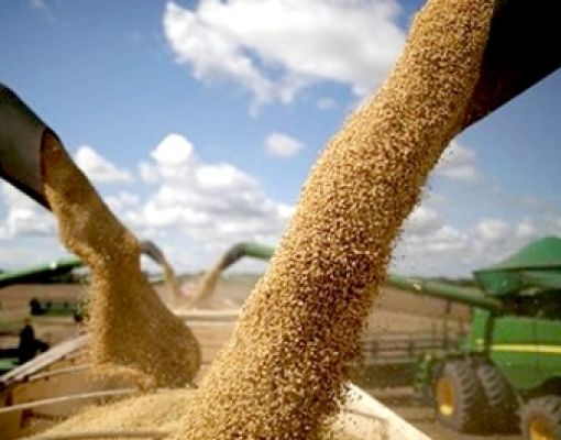 Colheita recorde de grãos no país será ainda maior 