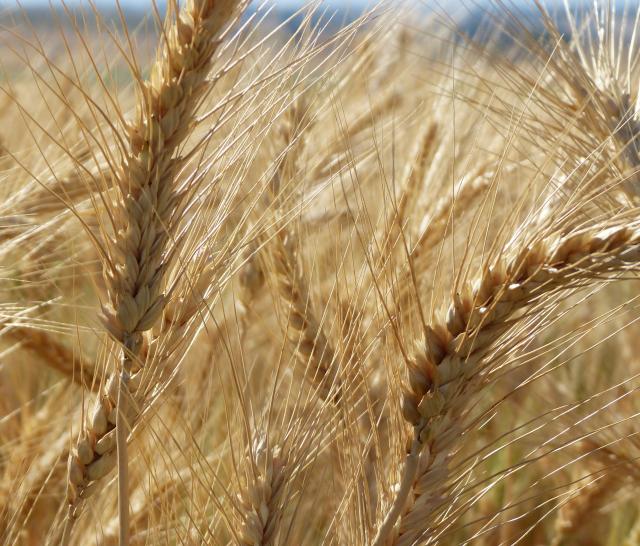 Seminário debate desafios para produção de trigo no Paraná