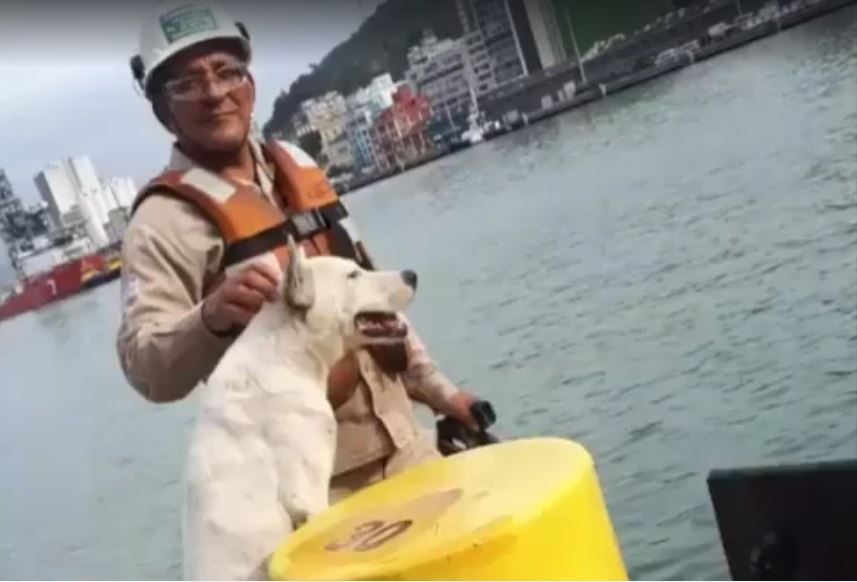 Alemão, o cão portuário