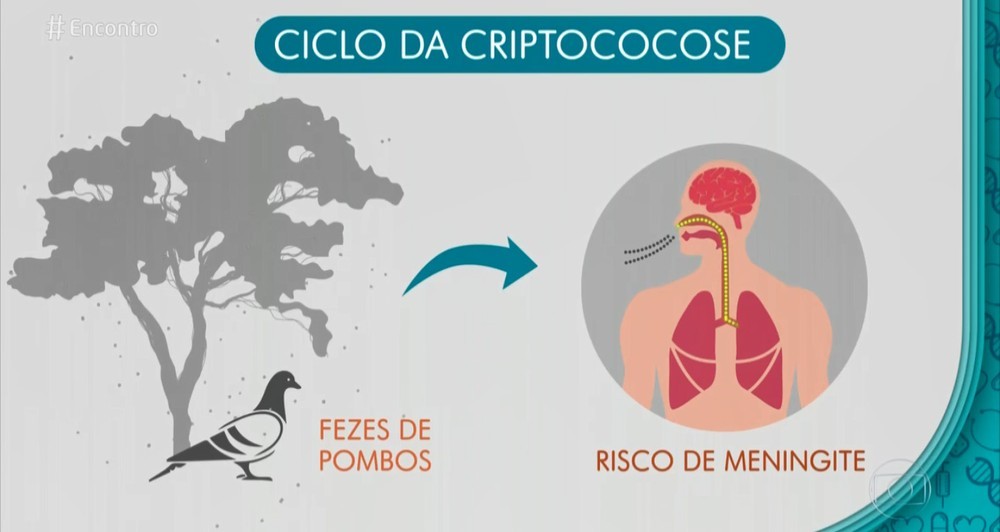 Especialista diz que anticoncepcional pode reduzir pombos em SP