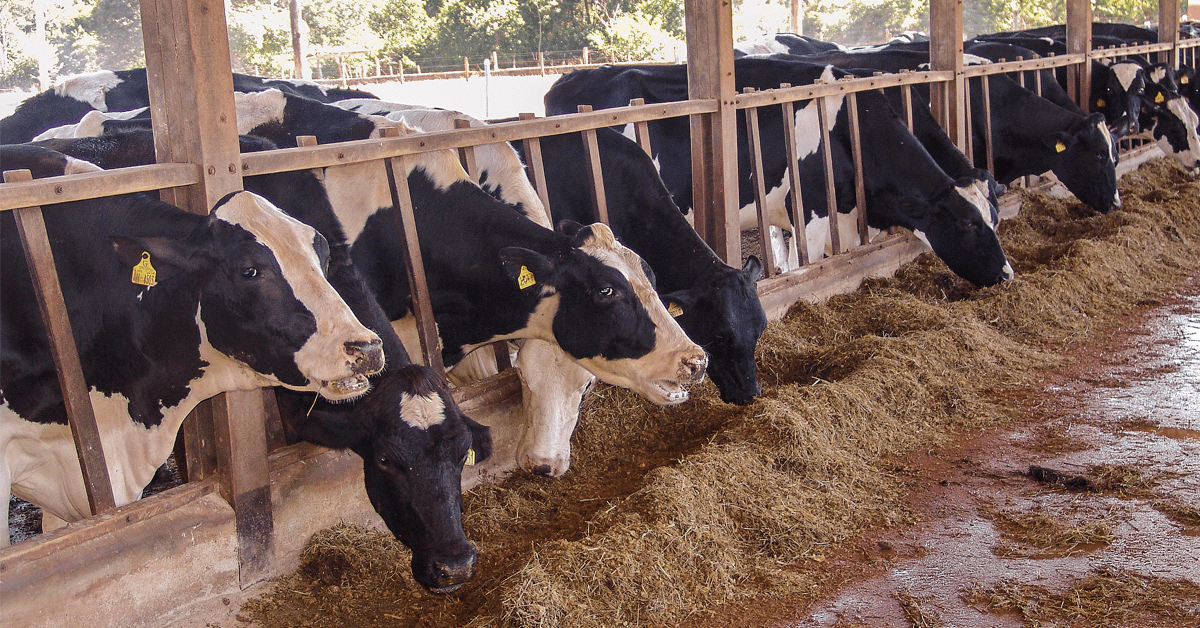 Cargill Nutrição Animal lança nova Linha NutronMilk