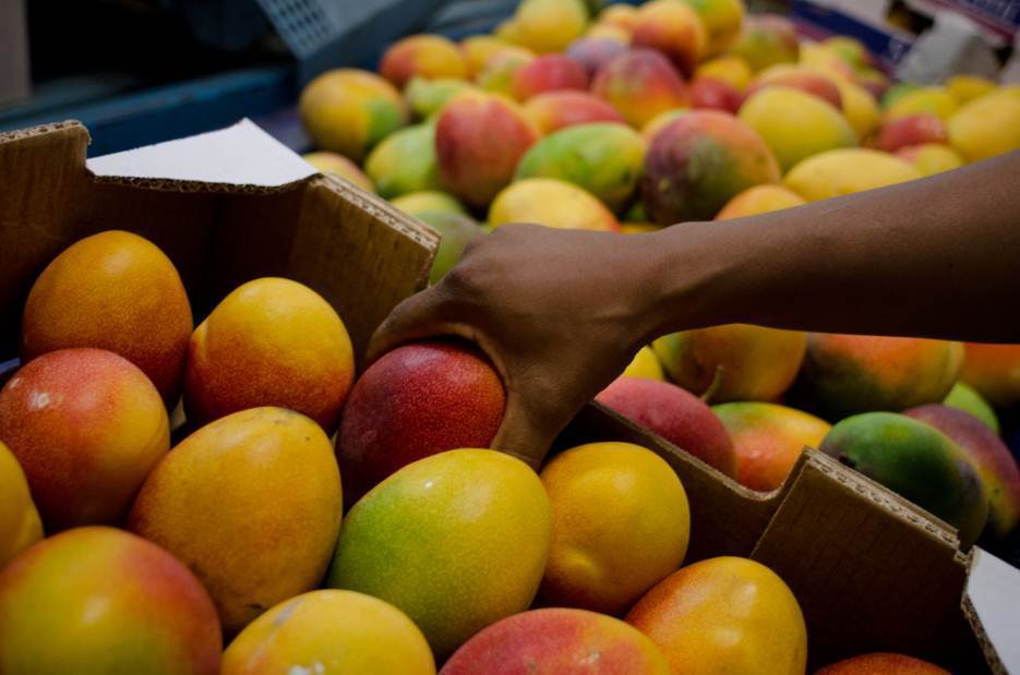 Exportação de frutas deve chegar a US$ 1 bi em 2020