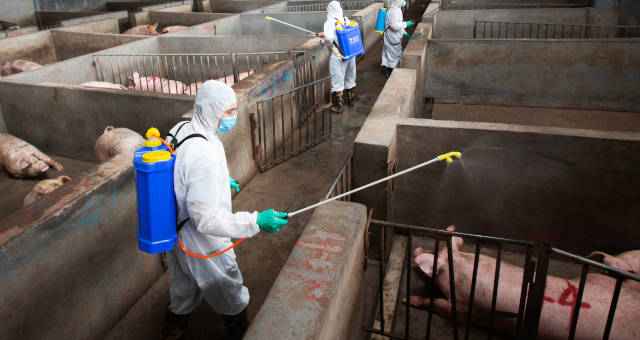 Rússia registra novos casos de peste suína africana no extremo leste do país