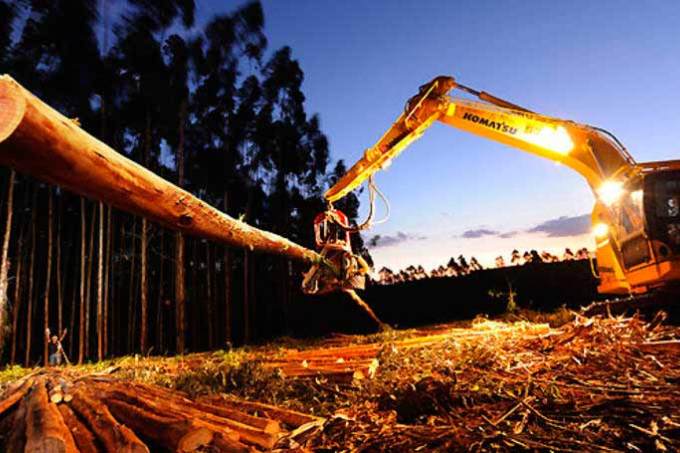 Suzano / Fibria é a empresa do ano do agronegócio