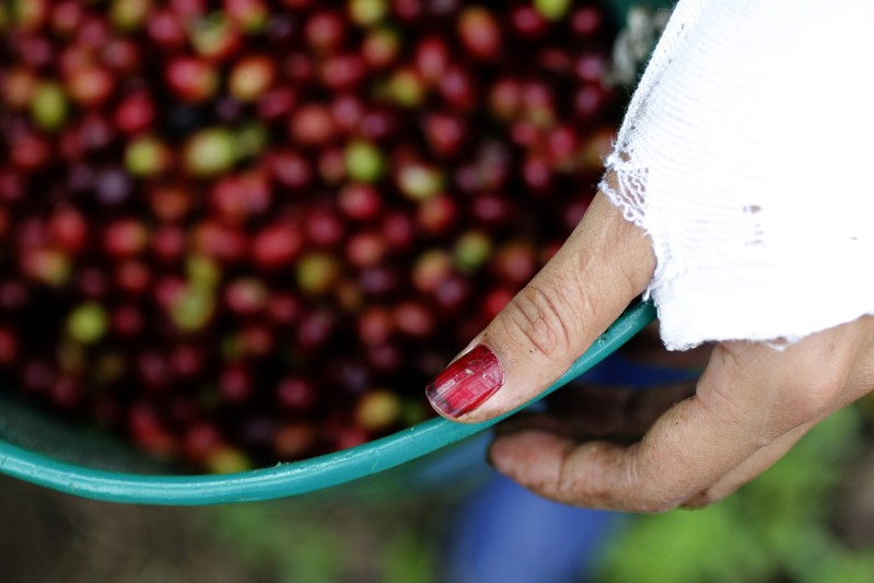 Colheita 2019 de café está basicamente encerrada no Brasil, diz Safras