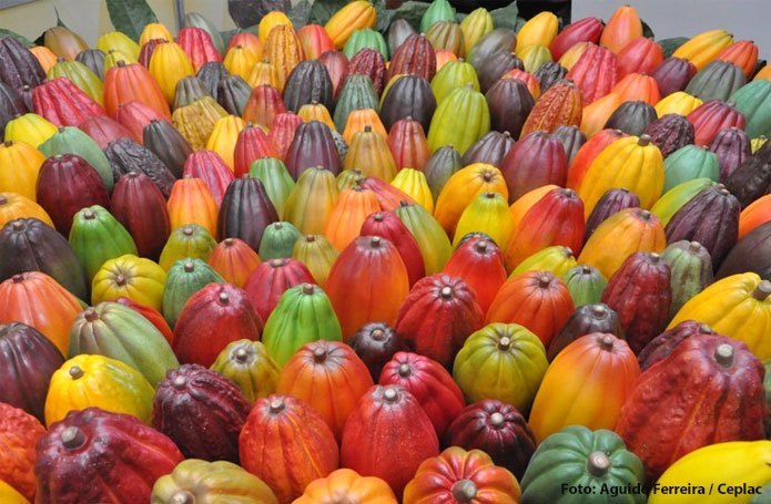 Organização Internacional do Cacau reconhece Brasil como país exportador do produto fino e de aroma