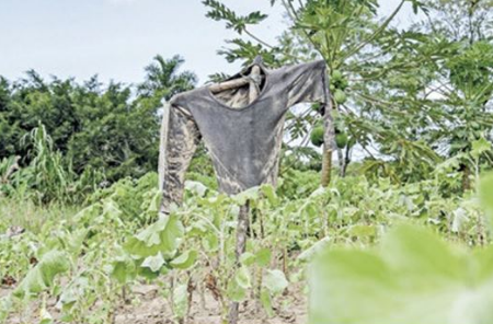 Consumo orgânico aumenta no Brasil