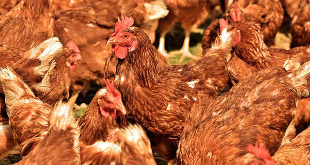 Indonésia permite importação de carne de frango do Brasil após decisão da OMC