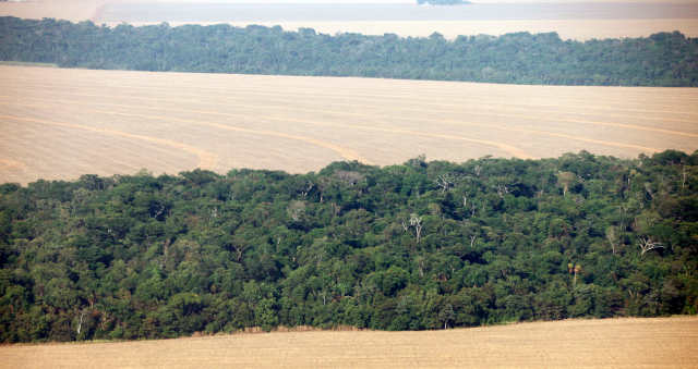 ADM, Bunge e Cargill dizem não comprar produtos de novas áreas desmatadas na Amazônia