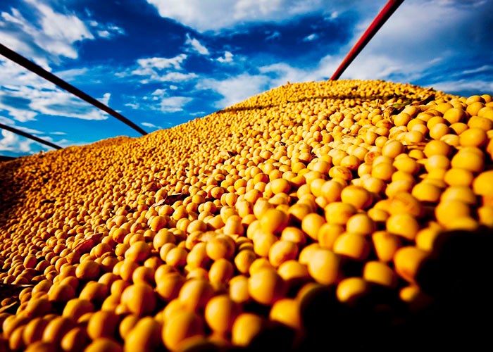 USDA: Brasil exportará 75 milhões de toneladas de soja em 2019/20