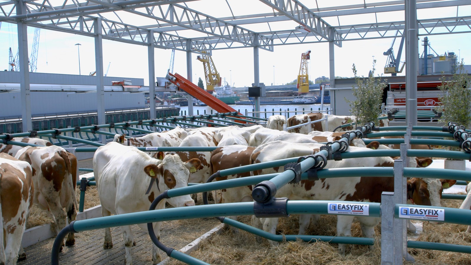 A 1ª fazenda flutuante do mundo, em operação na Holanda