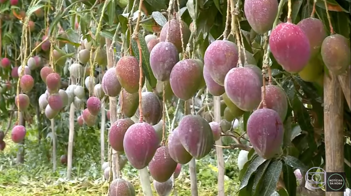 Exportação de frutas no Vale do São Francisco deverá bater recorde