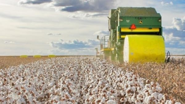 Guerra comercial EUA-China favorece algodão do Brasil, que se torna 2º exportador mundial