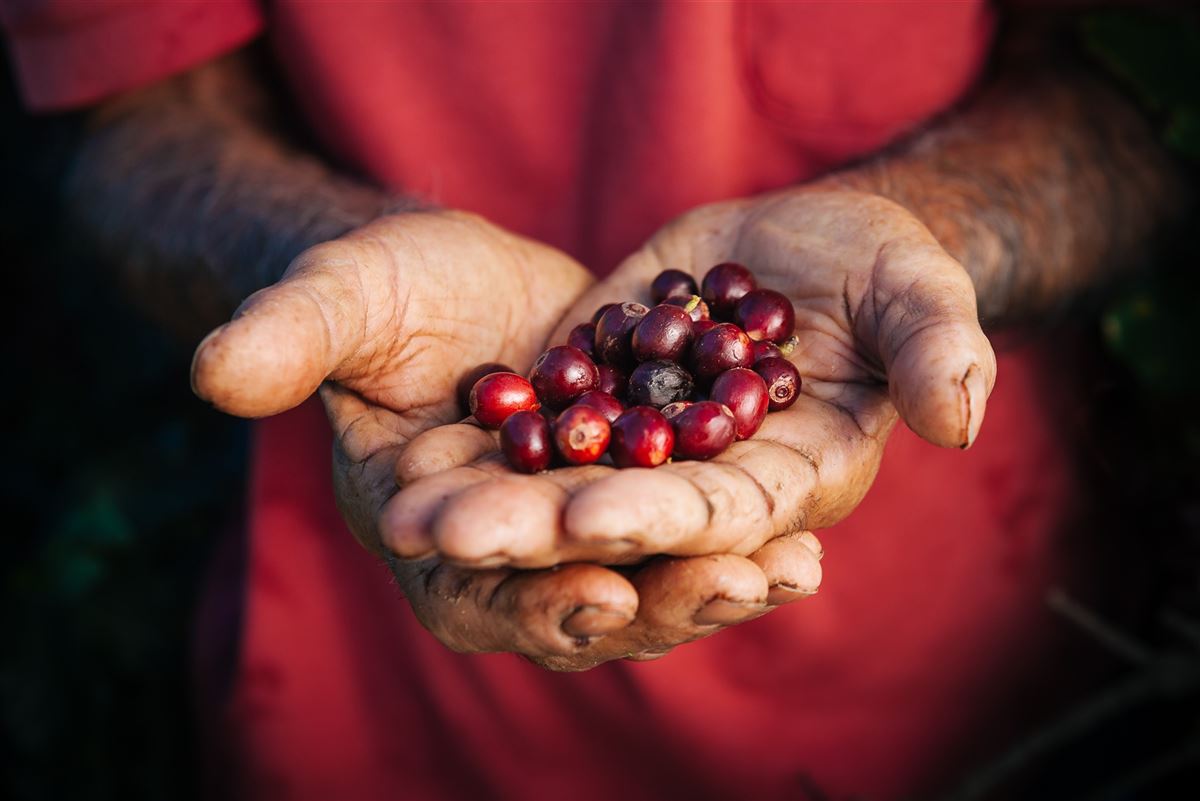 Países buscam soluções para uma cafeicultura sustentável