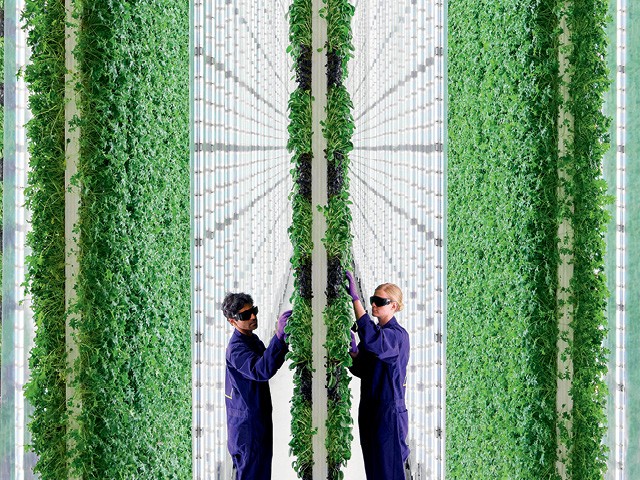 O papel da agricultura vertical na busca por práticas sustentáveis 