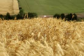 Cota para trigo na mira do Canadá