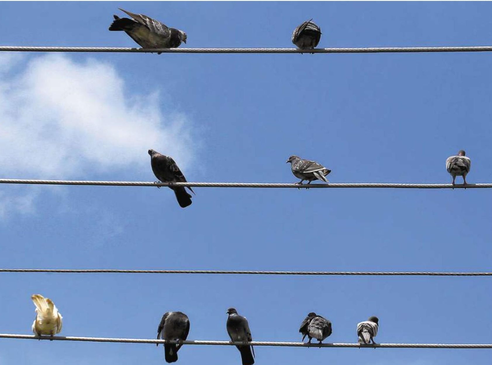Ministério Público decide apurar controle de pombos em Santos