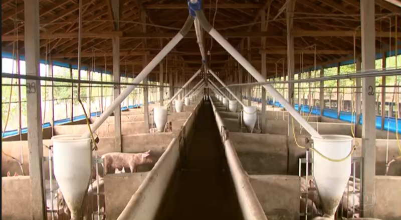 Produtores de suínos do Paraná correm atrás de autorização para exportar para a China 