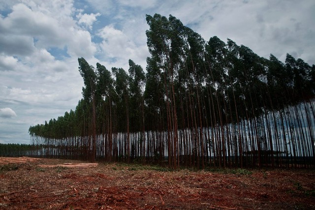 Eldorado confirma criação de órgão de coordenação determinado por tribunal