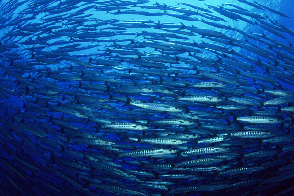 Sustentabilidade dos oceanos é tema de evento internacional no Rio organizado pela UNESCO