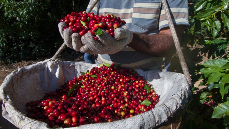 Exportação mundial de café cai 3% em setembro