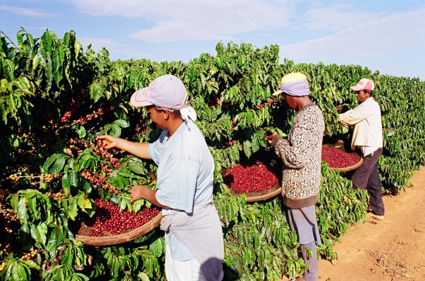 Colheita de café caiu 16,5% no país em 2019, estima IBGE