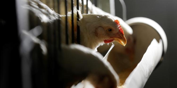Exportação de carne de frango pelo Brasil acumula alta de 2,3% no ano, diz ABPA