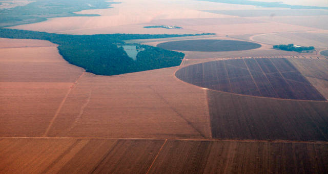 Pecuária do Brasil crescerá 7% em 2019 com impulso da China e sustenta PIB agro