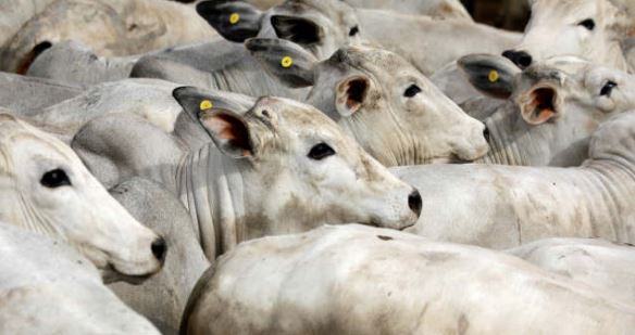 China impulsiona exportação e produção de carnes do Brasil em 2020, diz Rabobank 