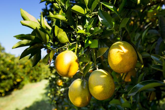 Safra de laranja atinge recorde de produtividade