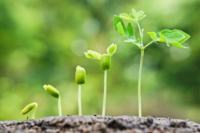 Brasil participa de descoberta inédita sobre mecanismo de defesa de plantas
