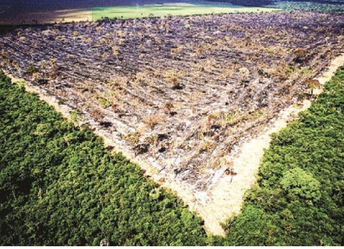 Desmatamento da Amazônia sobe 29,5%
