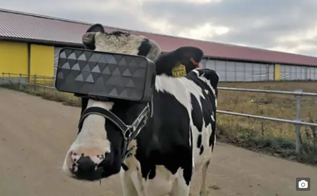 Fazenda russa quer vacas com óculos de realidade virtual para melhorar produção