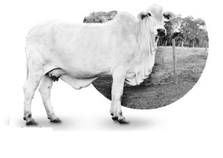 Política de incentivo à exportação de carne elevou lucro