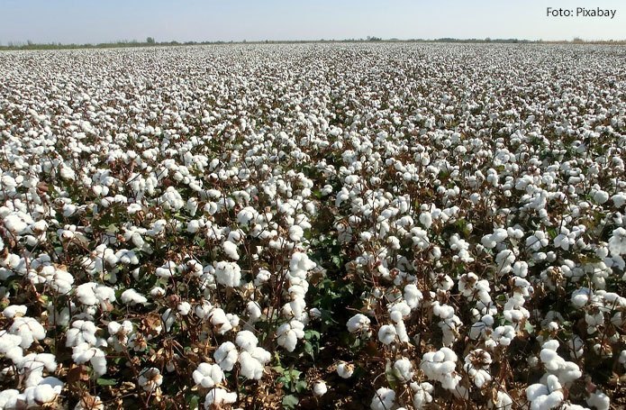 Exportações de algodão poderão atingir recorde histórico de 2 milhões de toneladas, projeta a ANEA