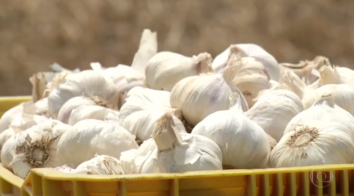 Preço pago ao produtor de alho melhora, mas concorrência com a China preocupa