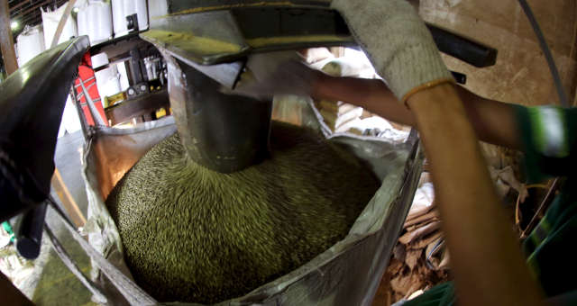 Safra de café do Brasil em 2019 atinge 49,31 milhões de sacas, segundo Conab 