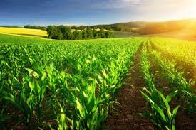 Agropecuária é o setor com maior alta do PIB no terceiro trimestre do ano