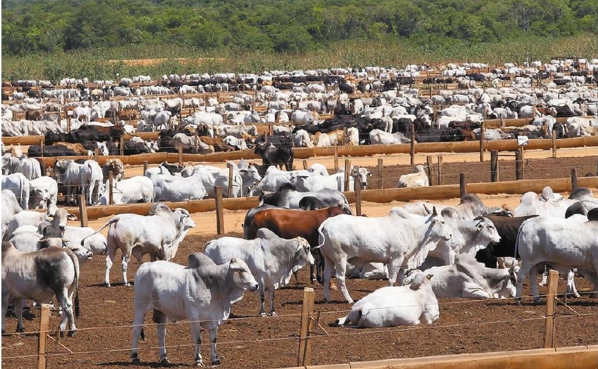 Carne bovina sobe até 15% em novembro nos supermercados
