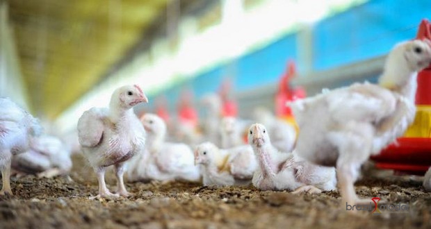 Japão lidera ranking de importação da carne de frango catarinense