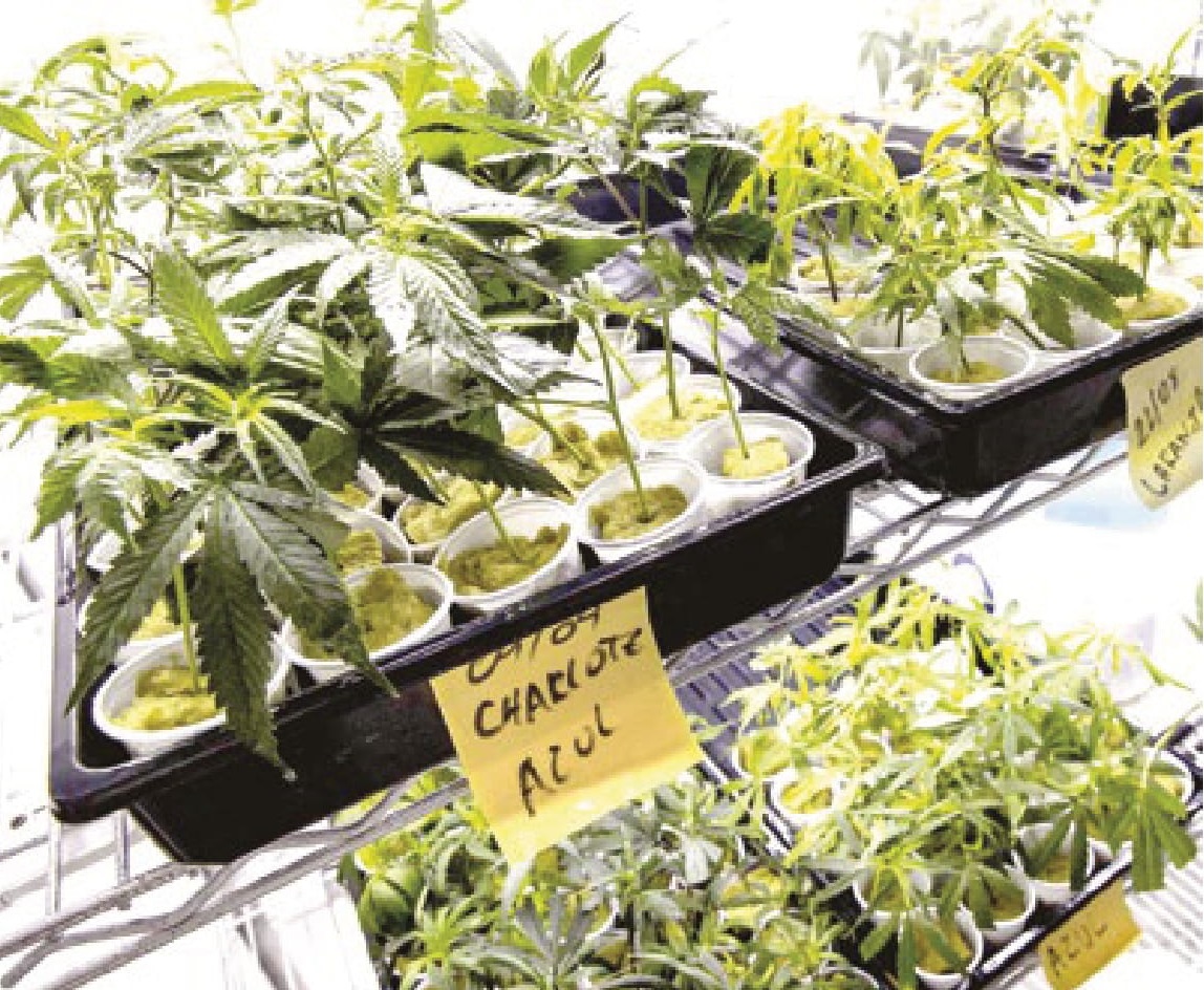 Anvisa aprova venda de cannabis, mas proíbe plantio