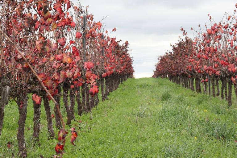 Portugal quer desbancar Chile em venda de vinho ao Brasil