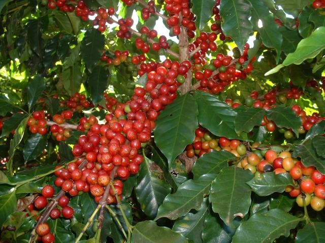 Cafés do Brasil fecham recorde com 40,6 milhões de sacas exportadas em 2019