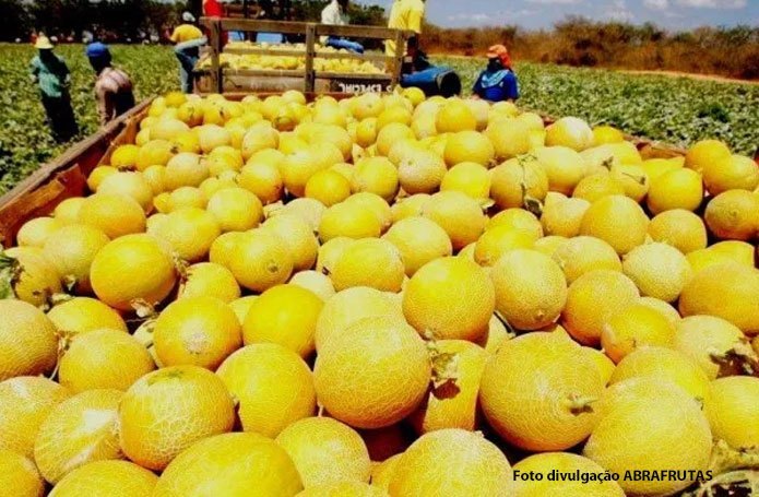 Maior consumidora de melão do mundo, a China abre o mercado para a fruta brasileira