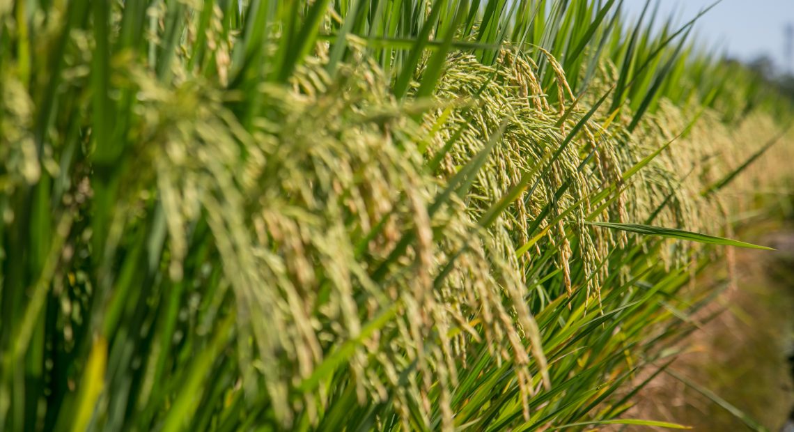 Venda de cereais do Brasil aos árabes cresceu 50%