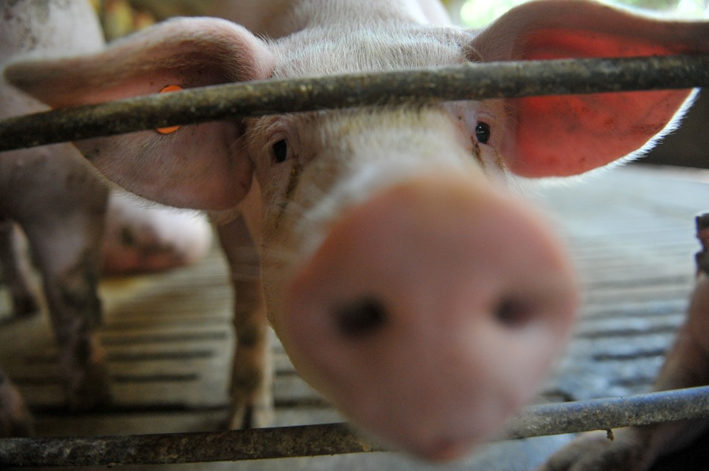 Exportações de carne de porco batem recorde em 2019, diz ABPA
