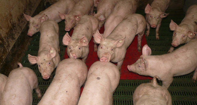China venderá 20 mil toneladas de carne suína congelada de reservas estatais em 21 de janeiro