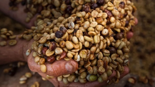 Café: Brasil exportou 3,2 milhões de sacas em janeiro