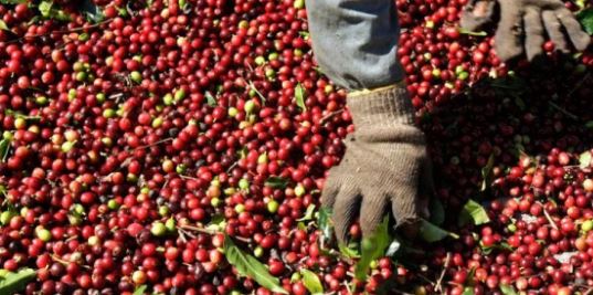 Produção de café em 2020 atingirá média de 60 milhões de sacas